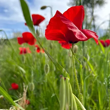 La Collina In Una Stanza - * Atessa