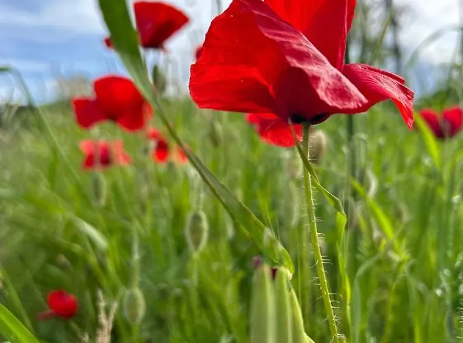 La Collina In Stanza - 3* Atessa